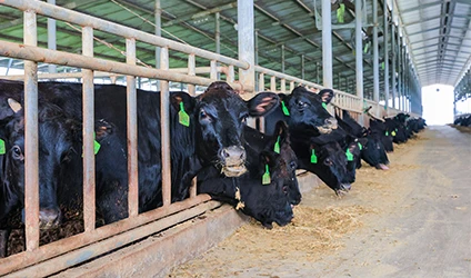 Animal Feed Additive